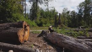 How Our Tree Care Process Works  in  Mount Vernon, KY