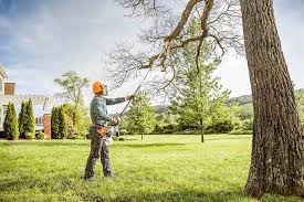 Best Palm Tree Trimming  in Mount Vernon, KY