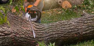 Best Lot and Land Clearing  in Mount Vernon, KY