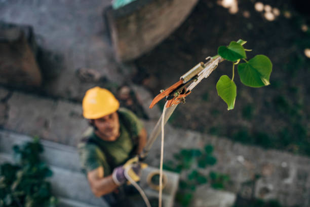 Best Fruit Tree Pruning  in Mount Vernon, KY