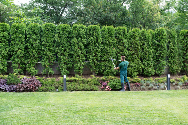 Best Tree Preservation Services  in Mount Vernon, KY