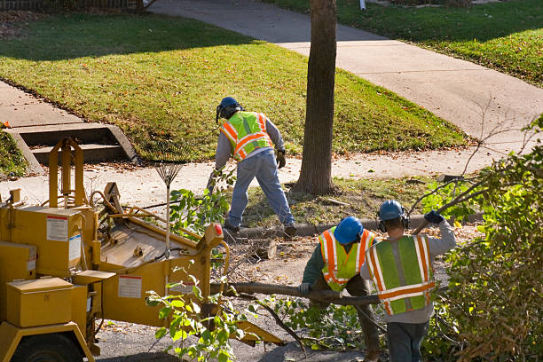Reliable Mount Vernon, KY Tree Services Solutions