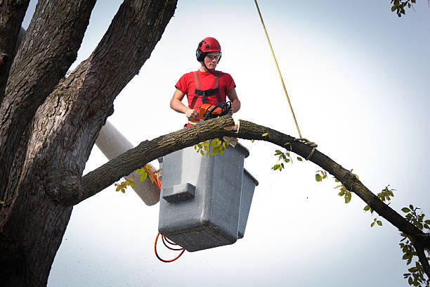 Leaf Removal in Mount Vernon, KY