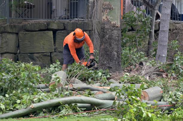 Best Root Management and Removal  in Mount Vernon, KY