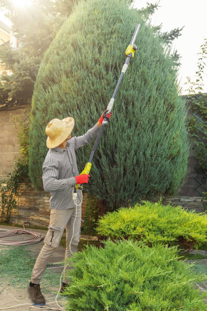 Best Arborist Consultation Services  in Mount Vernon, KY