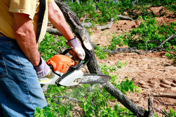 Best Root Management and Removal  in Mount Vernon, KY