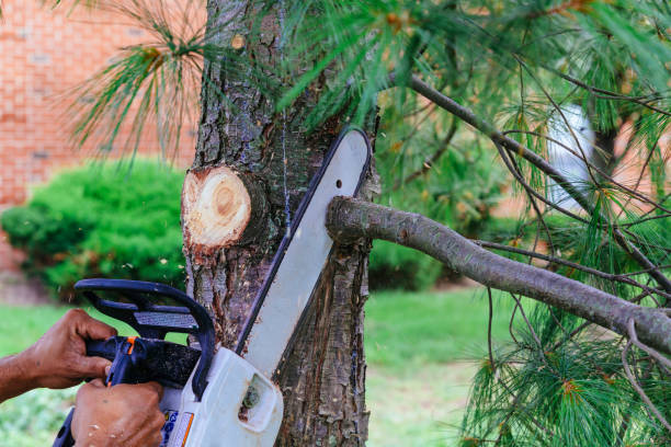 Best Tree Trimming and Pruning  in Mount Vernon, KY